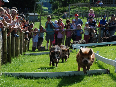 Pigs racing down a track at Cantref Adventure Farm, cheered on by excited spectators.