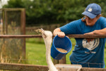 A Cantref team member feeding an enthusiastic rhea bird (a cousin of the emu) which is flinging the feed into the air, a very messy eater.