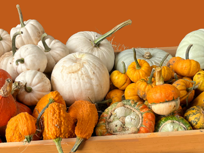 Pumpkin Festival at Cantref Adventure Farm