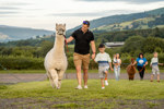 Cantref VIP Alpaca Walking (5)